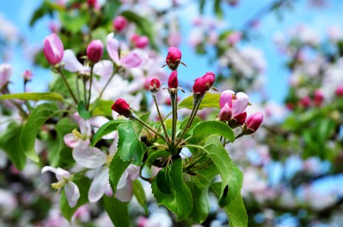 apple blossom  spring  apple tree