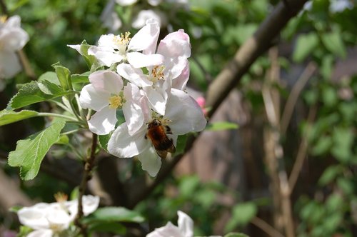 apple blossom  hummel  nature