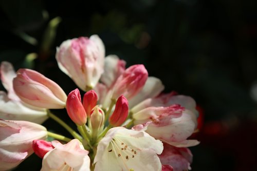 apple blossom  spring  blossom