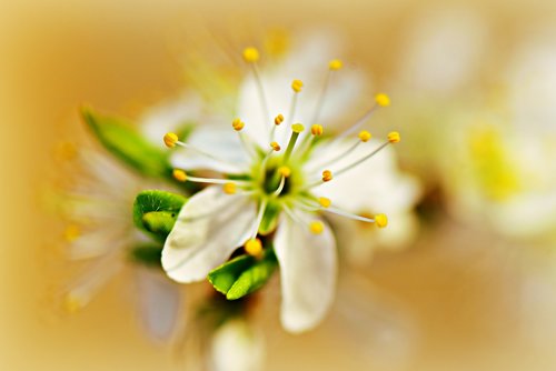 apple blossom  flower  branch
