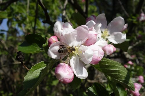 apple blossom  bees  apple tree