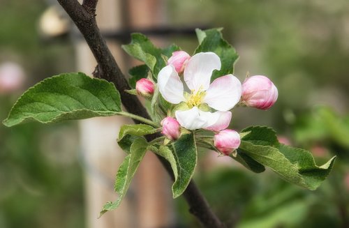 apple blossom  apple tree  bloom
