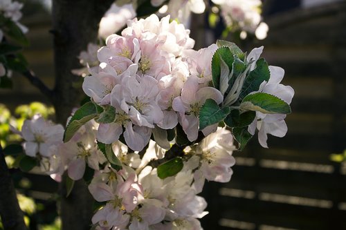 apple blossom  tree  apple tree