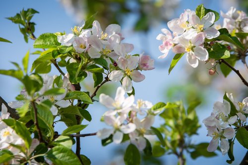 apple blossom  spring  apple tree