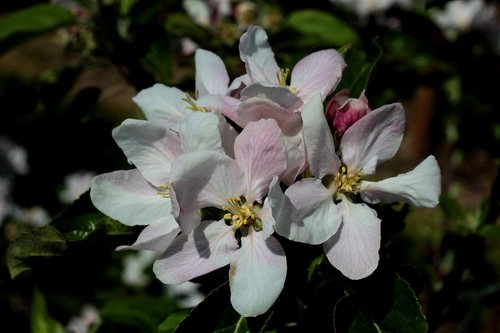 apple blossom  flowers  white