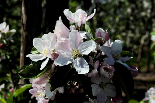apple blossom  apple tree  pink