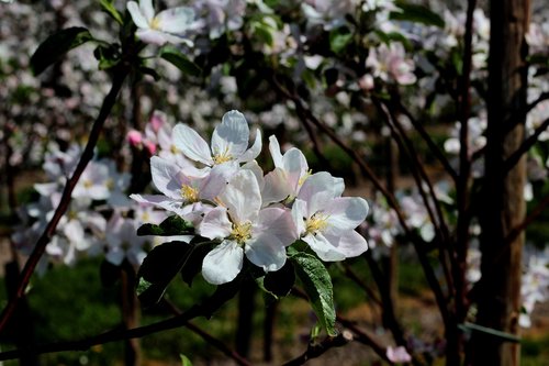 apple blossom  spring  appelbom