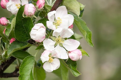 apple blossom  apple tree  apple tree flowers