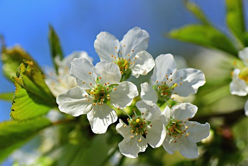 apple blossom  flower  tree