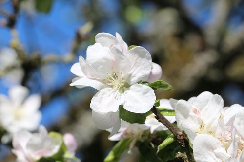 apple blossom  spring  apple tree