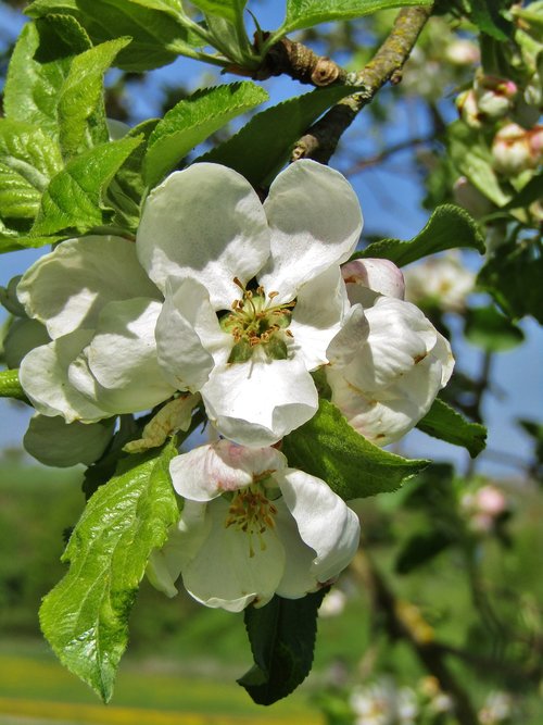 apple blossom  white  pink