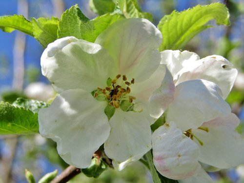 apple blossom  white  blossom