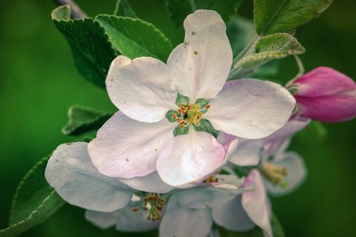 apple blossom  blossom  bloom