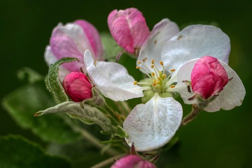 apple blossom  apple tree  bloom