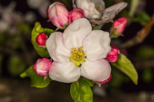 apple blossom  blooms at  nature