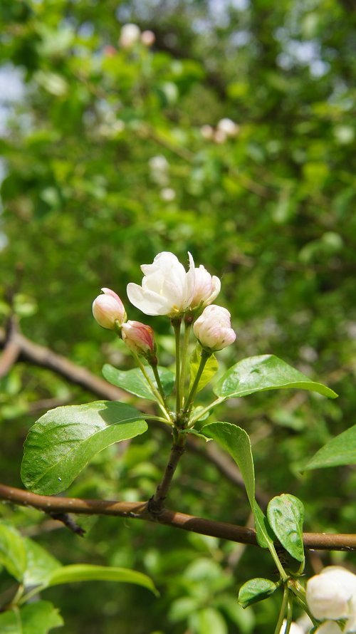 apple blossom  flower  bush