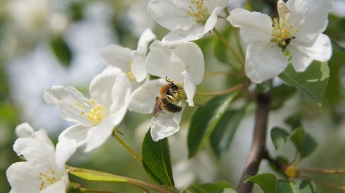 apple blossom  bee  flower