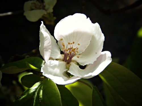apple blossom flower fruit