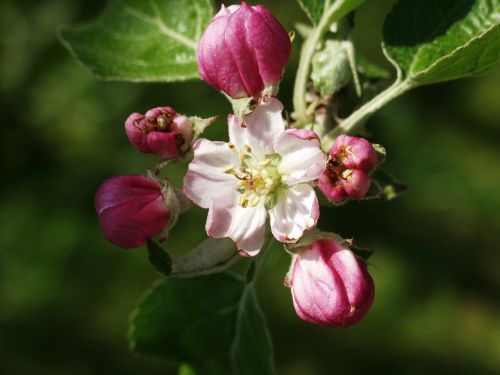 apple blossom spring nature