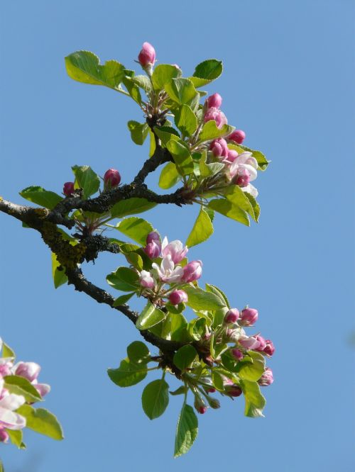 apple blossom apple tree blossom