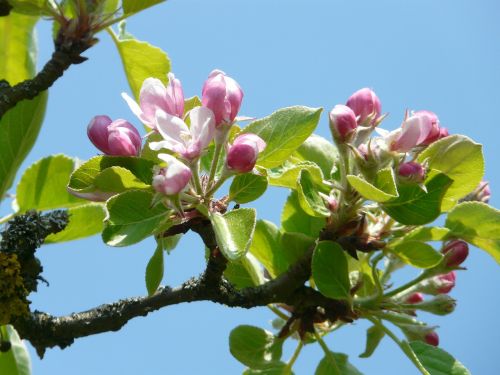 apple blossom apple tree blossom