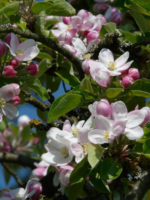 apple blossom apple tree blossom