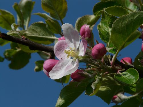 apple blossom apple tree blossom