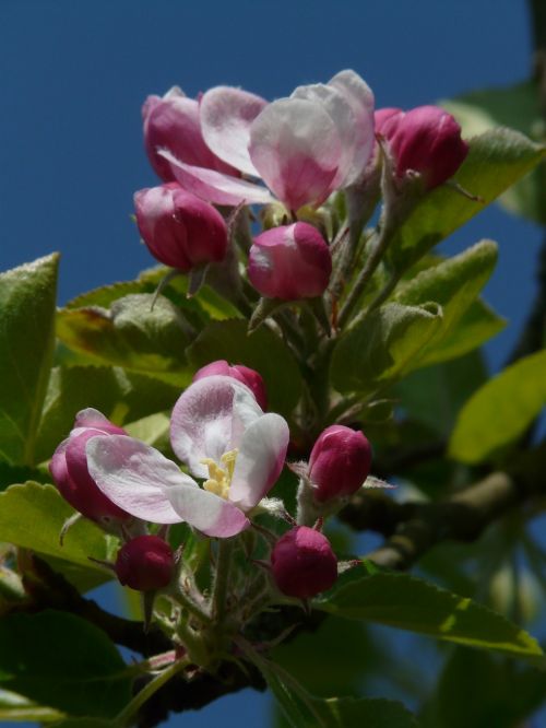 apple blossom apple tree blossom