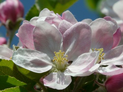 apple blossom apple tree blossom