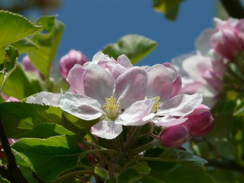 apple blossom apple tree blossom