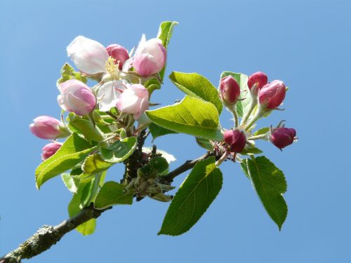 apple blossom apple tree blossom