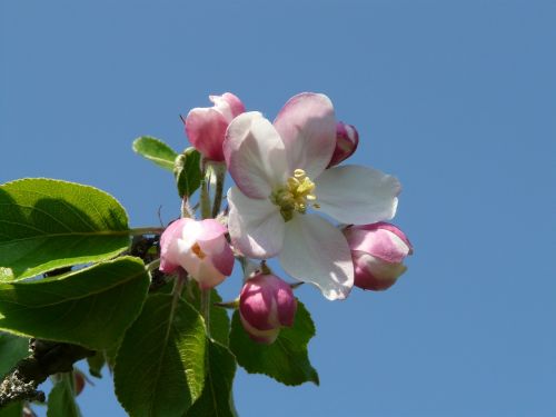 apple blossom apple tree blossom