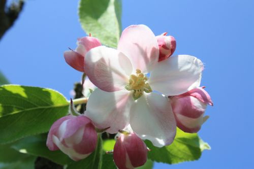 apple blossom apple tree blossom