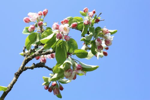 apple blossom apple tree blossom