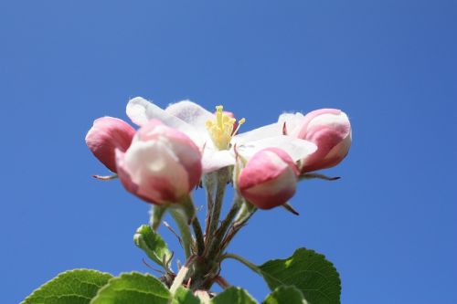 apple blossom apple tree blossom