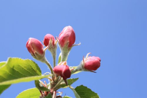 apple blossom apple tree blossom