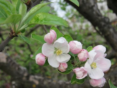 apple blossom blossom bloom