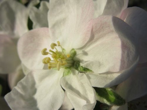 apple blossom blossom bloom