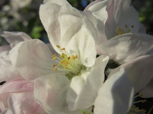 apple blossom blossom bloom