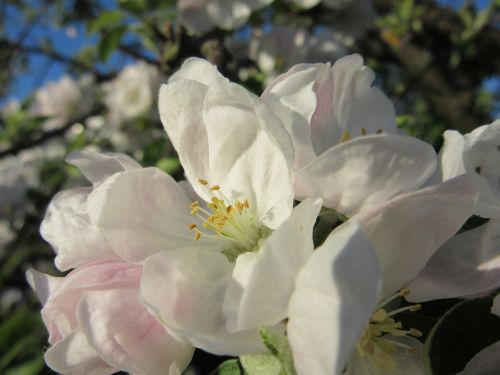 apple blossom blossom bloom