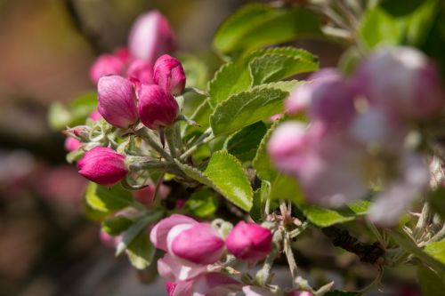 apple blossom apple tree bud