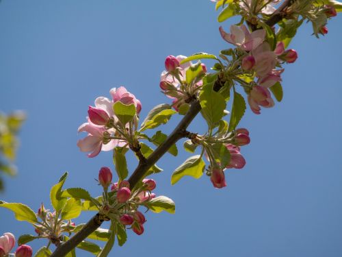 apple blossom apple tree bud