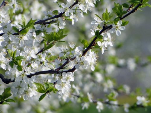 apple blossom trees spring