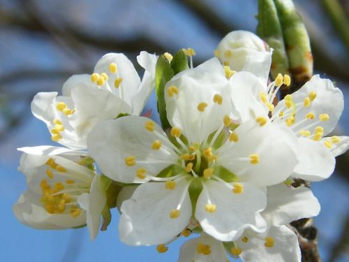 apple blossom spring blossom