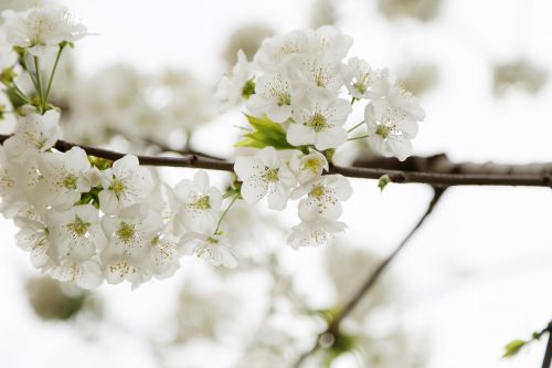 apple blossom spring plant