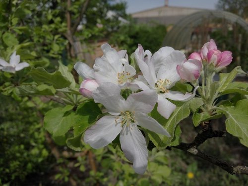 apple blossom white-pink  flower  plant
