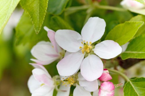 Apple Blossom