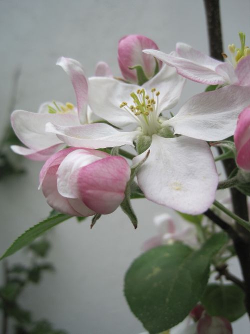 apple blossoms spring pink and white