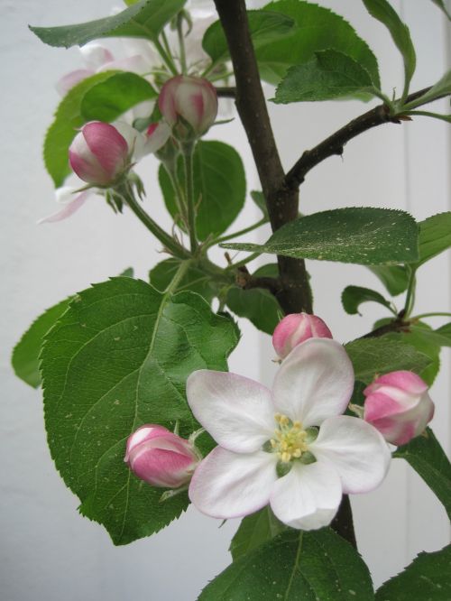 apple blossoms spring pink