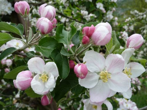 apple blossoms spring blossom